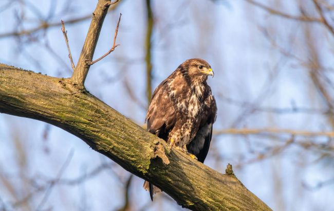 Погибло до 80% популяции: какие птицы больше всего пострадали от морозов в Украине
