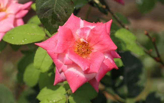 7 растений, которые нельзя сажать возле роз: они "задушат" цветы