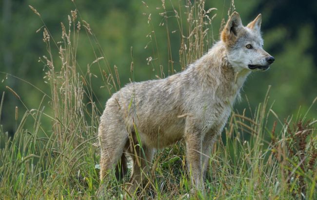 Как война меняет жизнь диких животных на линии фронта и в оккупированных заповедниках Украины