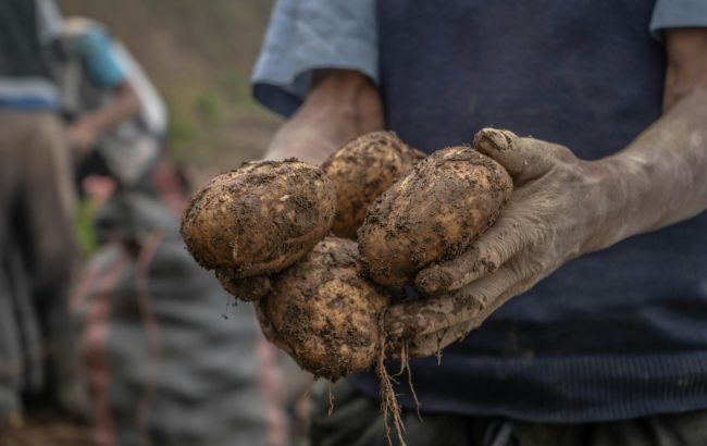 Добрива не потрібні! Який дуже простий метод підвищує урожай картоплі вдвічі