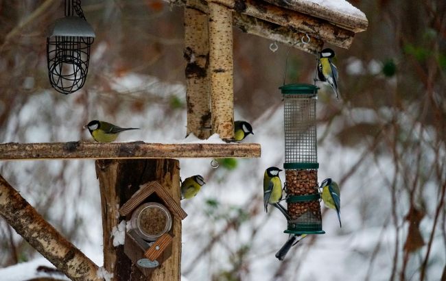 Сало, семечки или хлеб: орнитолог НАН объяснила, как правильно подкармливать птиц