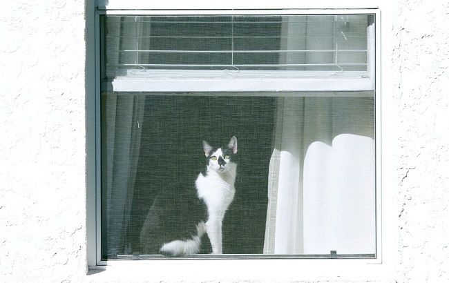 Эксперты дали советы, как без лишних затрат очистить воздух в доме