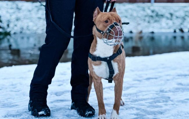 Вигул собак в Україні: з якого віку можна гуляти та який штраф за ігнорування правил