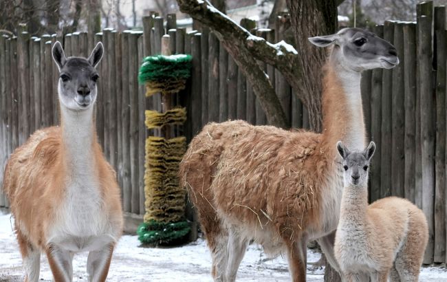 У Київському зоопарку поповнення: у пари гуанако народилося маля (фото)