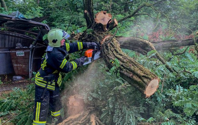 Повалені дерева і вода в будинках: грози й зливи вдарили по заходу та півночі України (фото)