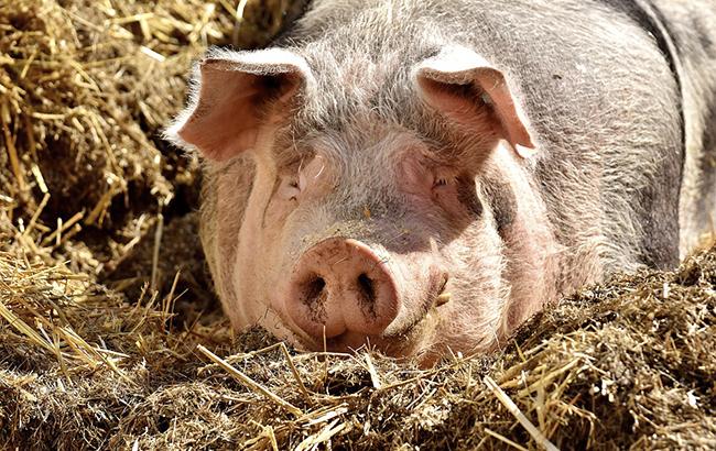 В двух областях зафиксированы случаи АЧС