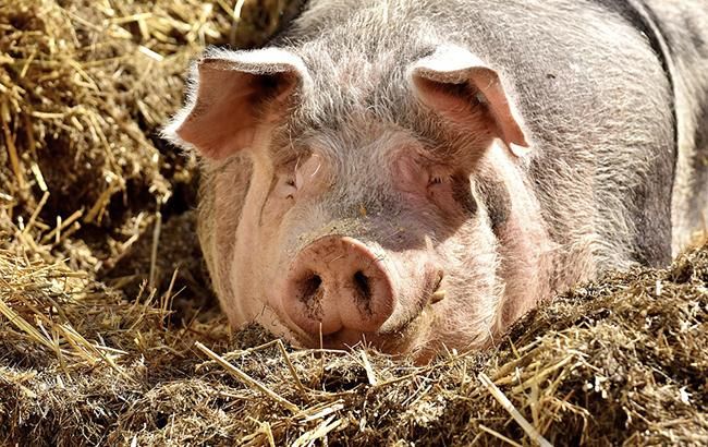 В Ровенской области зафиксировали вспышку АЧС