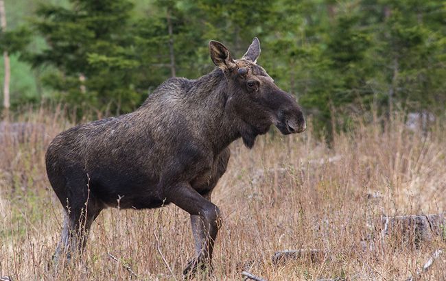 Во Львове в частный двор забежал раненый лось: что произошло
