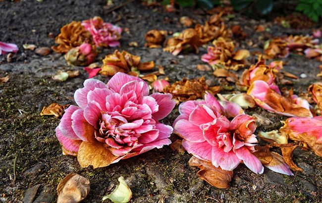 В Киеве образовалась огромная свалка цветов после 8 марта (фото)