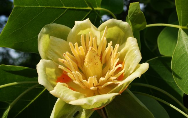 В Киеве зацвело уникальное тюльпанное дерево: яркие фото