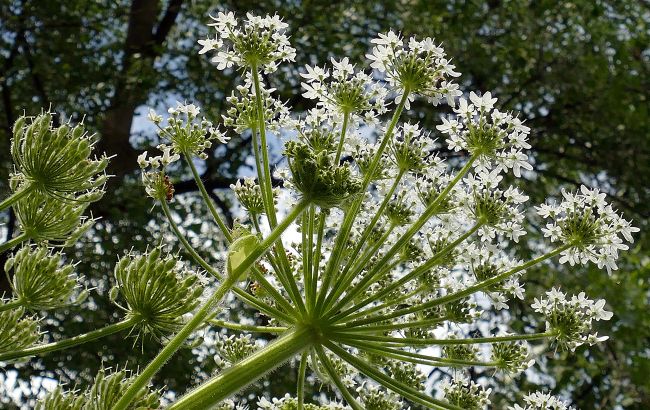 Особенно опасен детям: украинцев предупредили об ядовитом растении