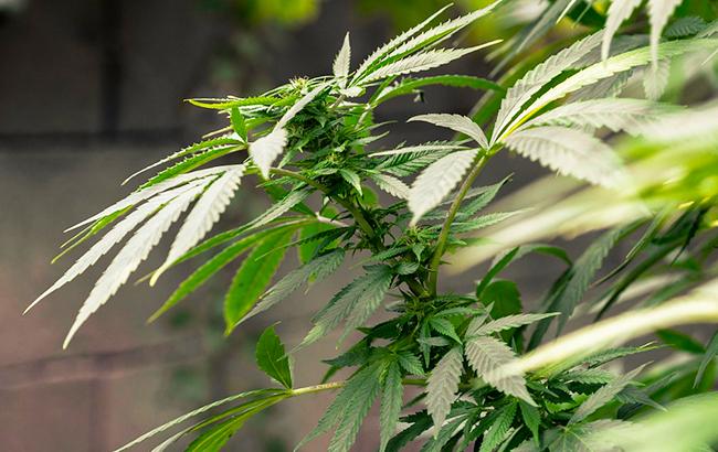 У жителя Херсона изъяли патроны и наркотики