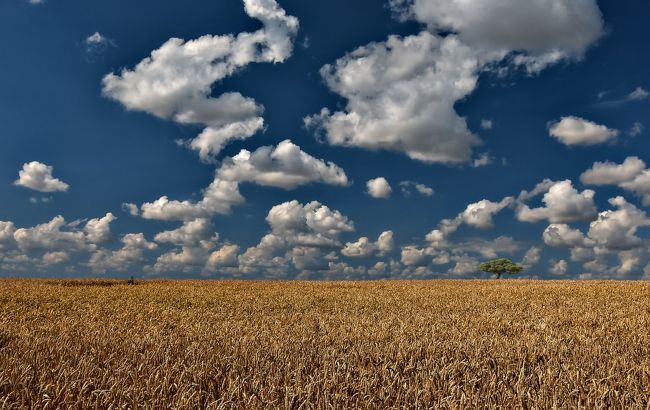 В поле под Киевом появился загадочный рисунок: его видно из космоса