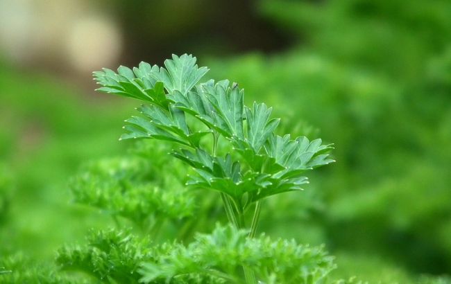 Ось чому потрібно включати кінзу до вашого раціону: несподівані плюси