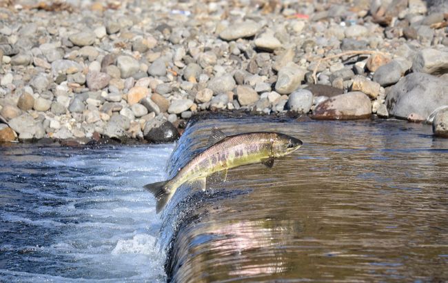 Ученые выяснили, как рыбы заселяют пустые водоемы: способ очень экстремальный