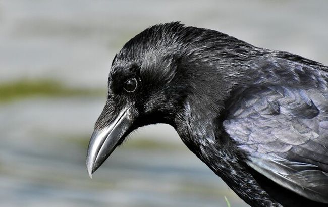 У Дніпрі школярка захоплюється фото з відрубаними головами тварин