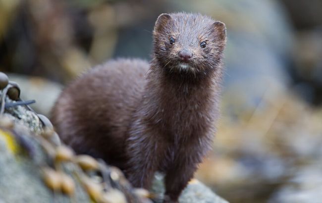 ВОЗ считает поспешным решение Дании уничтожить 17 млн норок