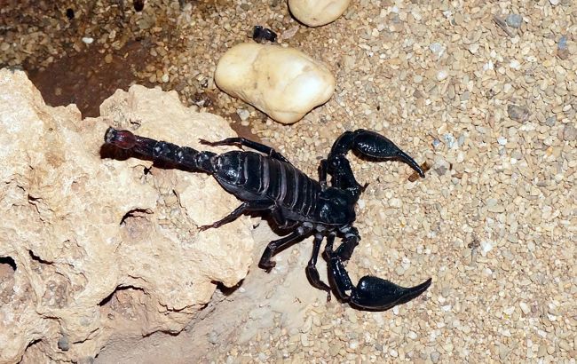 Возле одной из украинских больниц заметили скорпиона: сбежал в щель в стене