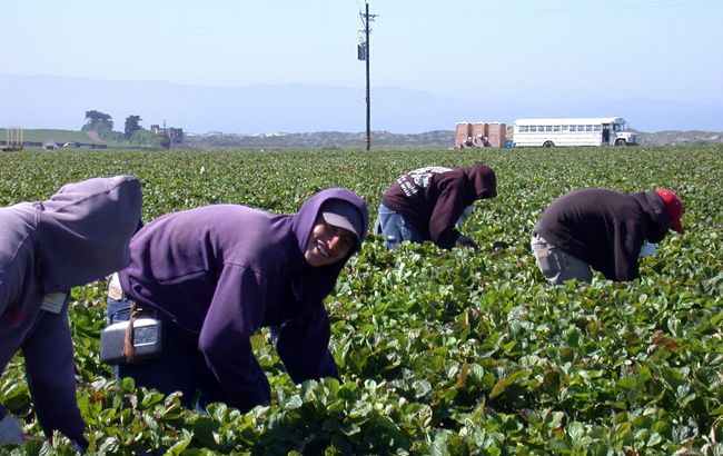 Фінляндія може запустити чартери для сезонних працівників з України