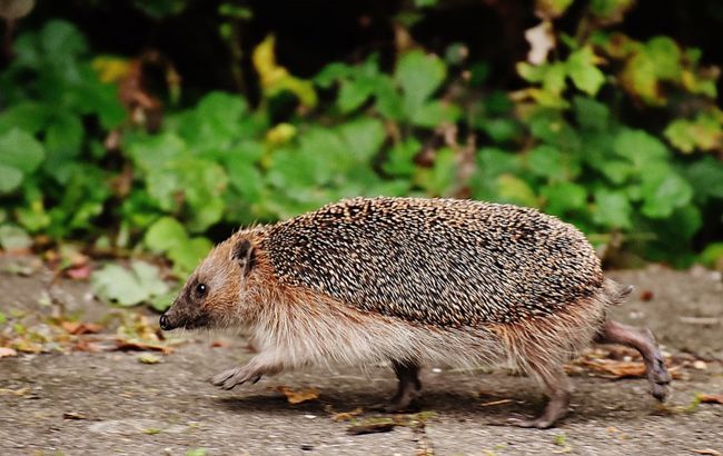 На Закарпатье для ежей обустроили пешеходный переход: как он выглядит