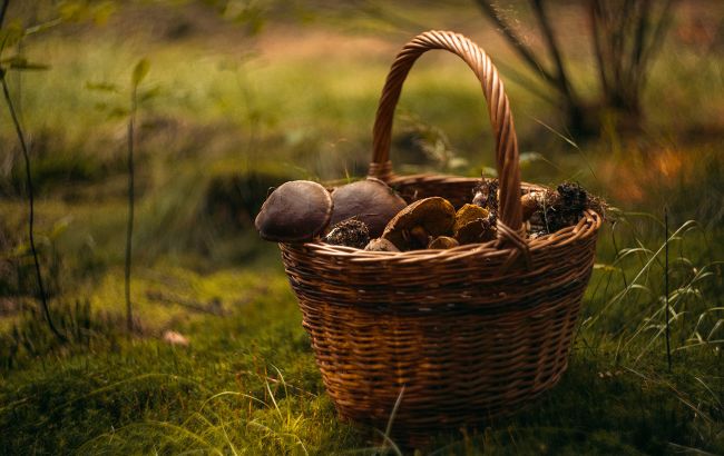 Сезон "тихой охоты" в Украине: самые интересные факты о белых грибах