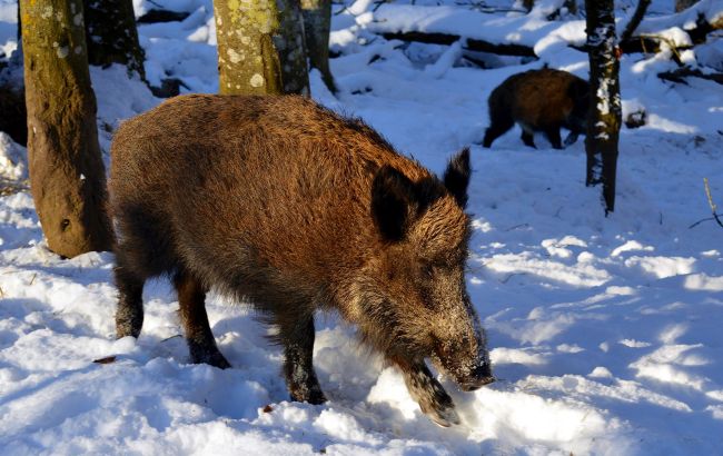 В Нацпарке под Киевом засекли семейство диких животных на прогулке: забавное видео