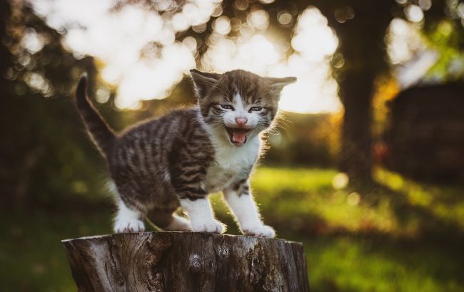 На Закарпатті дві дівчинки грали кошеням у футбол та знімали на відео: деталі скандалу