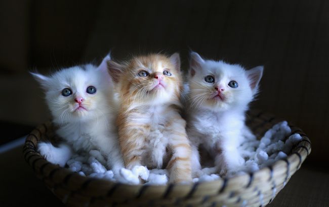 В квартире с умершей женщиной в Киеве погибают коты: полиция в жилище не пускает