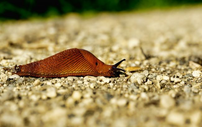 5 способов избавиться от слизняков на огороде и в саду