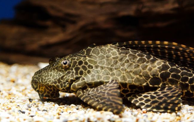 В Днепре обнаружили экзотическое животное: природа очищается?