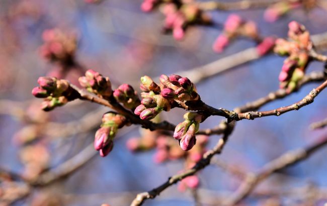 Синоптики назвали дату весеннего потепления в Украине