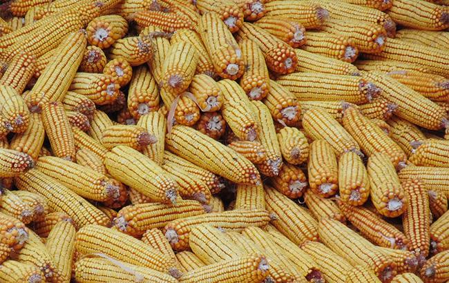 Украина экспортировала на внешние рынки около 20 млн тонн кукурузы, - МинАП