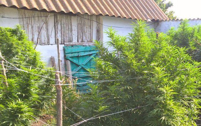 У Херсонській області правоохоронці виявили плантацію конопель на 1 млн гривень