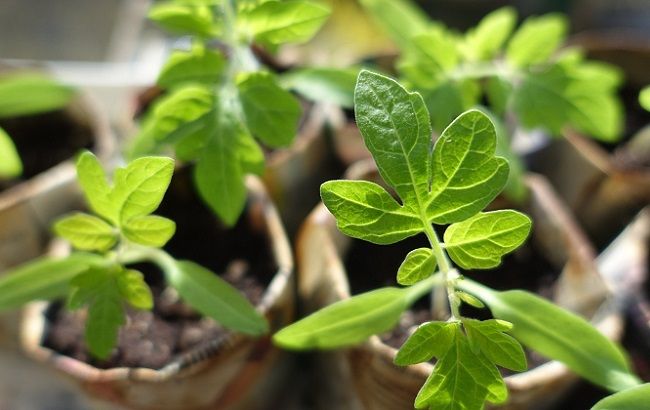 Посевной календарь на апрель 2020: когда строго запрещено сажать и сеять