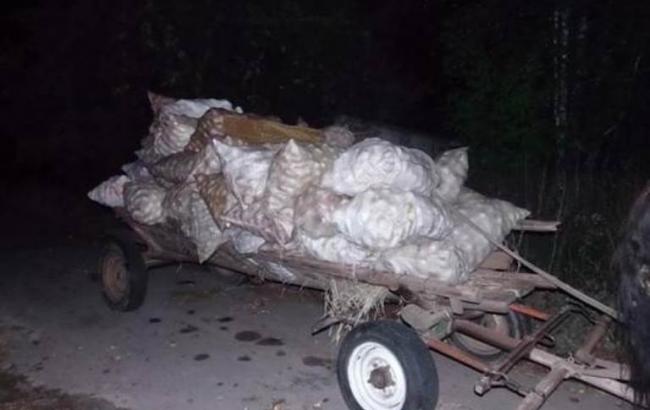 В Киевской обл. задержали нарушителей, вывозивших яблоки из Чернобыльской зоны