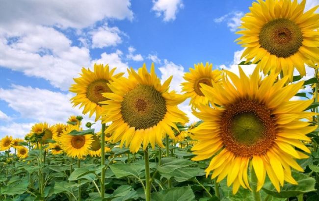 Чи можна на городі садити соняшник: всі "за" та "проти"