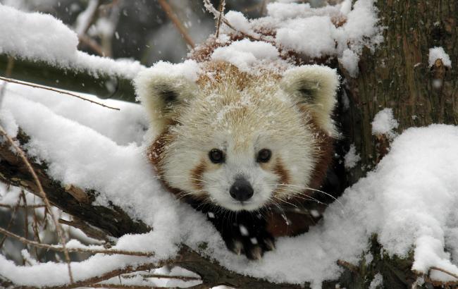 Погода на сегодня: в Украине ожидается снег, температура до -8