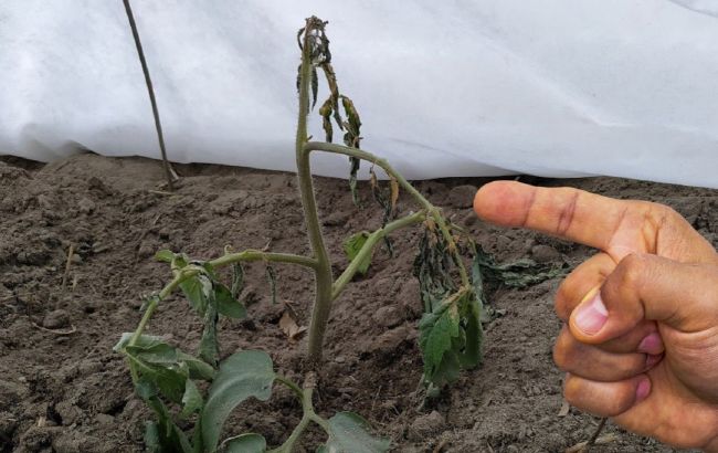 Що робити, коли померзли рослини на городі: не поспішайте засмучуватись