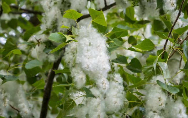 Пух у квартирі навіть із зачиненими вікнами? Ось чому так і що робити