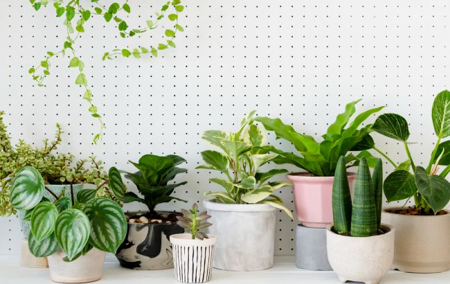 Натрите этим натуральным средством листья комнатных растений и они будут блестеть