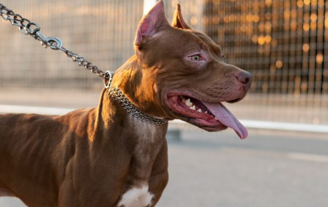 Генетично злі: 5 найагресивніших порід собак