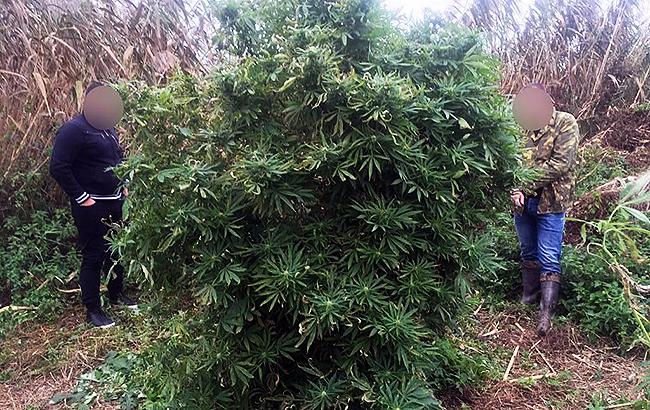 Правоохоронці вилучили партію наркотиків на понад 3 млн гривень