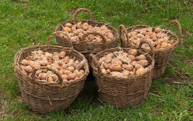 Картоплі буде просто "море", але треба поспішати: як виростити два урожаї за сезон