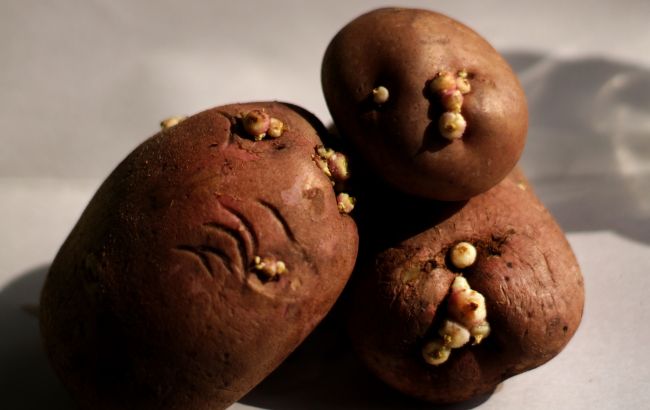 Можно ли есть проросший картофель? Появился окончательный ответ