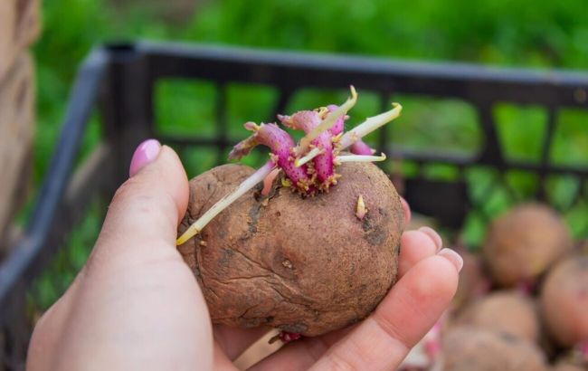 Вы никогда не поверите, что произойдет, если съесть проросший картофель