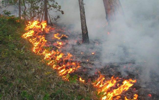 Синоптики попереджають про високий рівень пожежної небезпеки 26 серпня