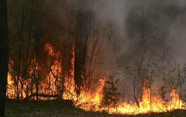 Синоптики попереджають про надзвичайну пожежну небезпеку 6-12 вересня