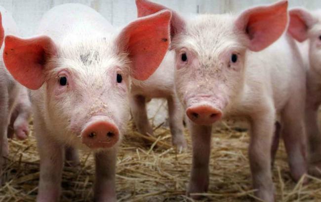 У Сумскій області зафіксовано випадок АЧС