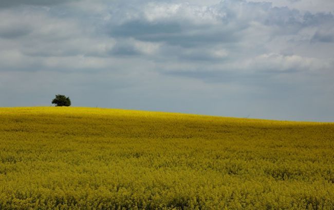 На референдуме две трети украинцев проголосуют против рынка земли