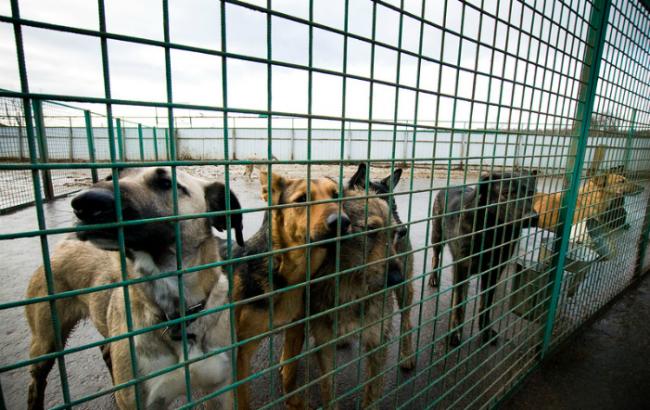 Милиция возбудила дело по факту поджога приюта для собак под Киевом